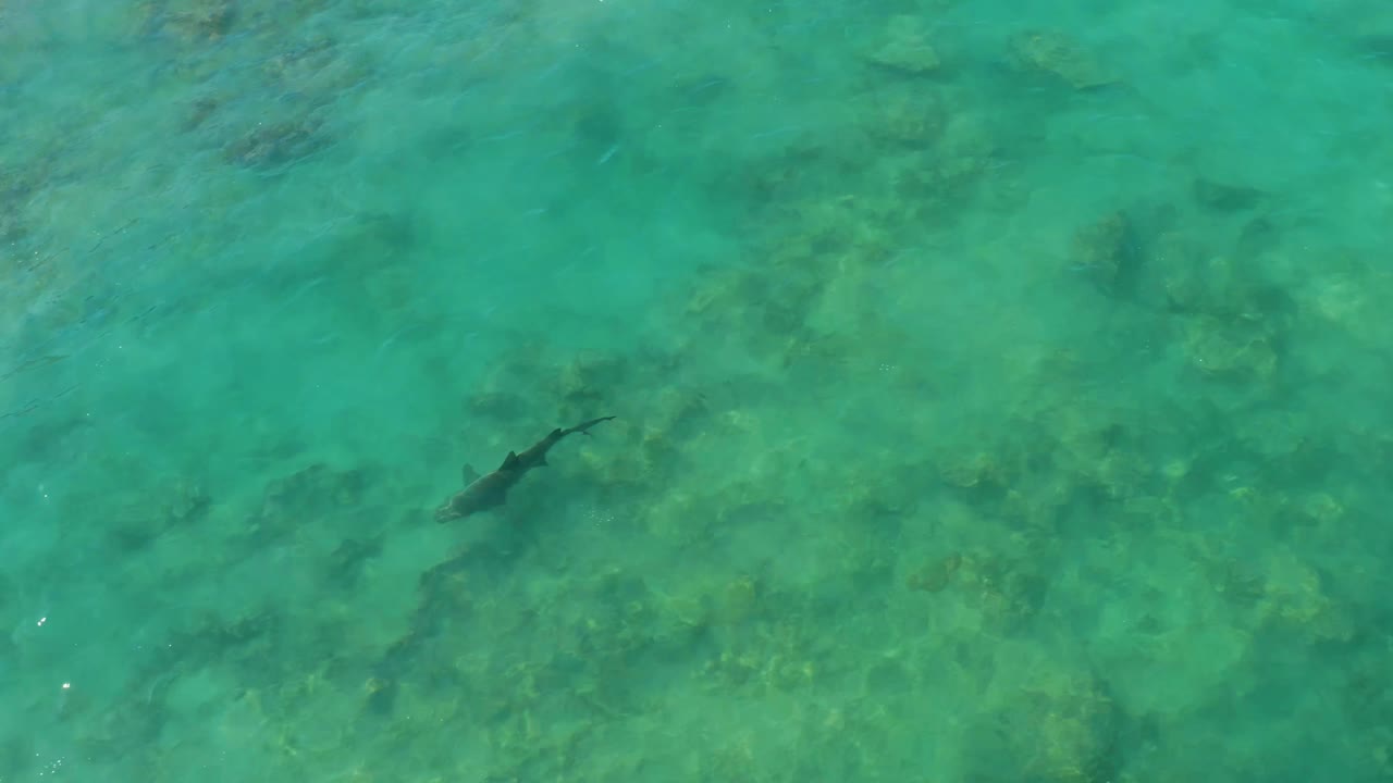 The shark shifts toward the lower-left area of the Cabo Pulmo overhead frame, with soft surface ripples and reef detail still visible and no visible people.