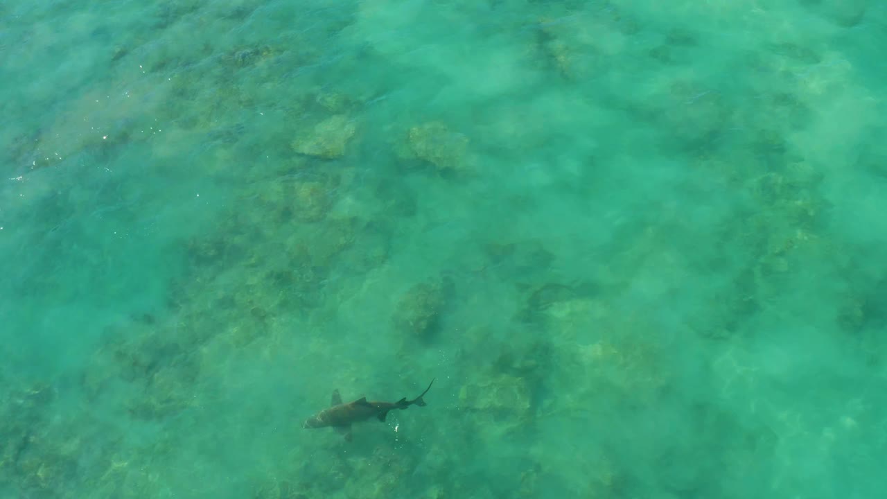 Shark swimming above shallow reef