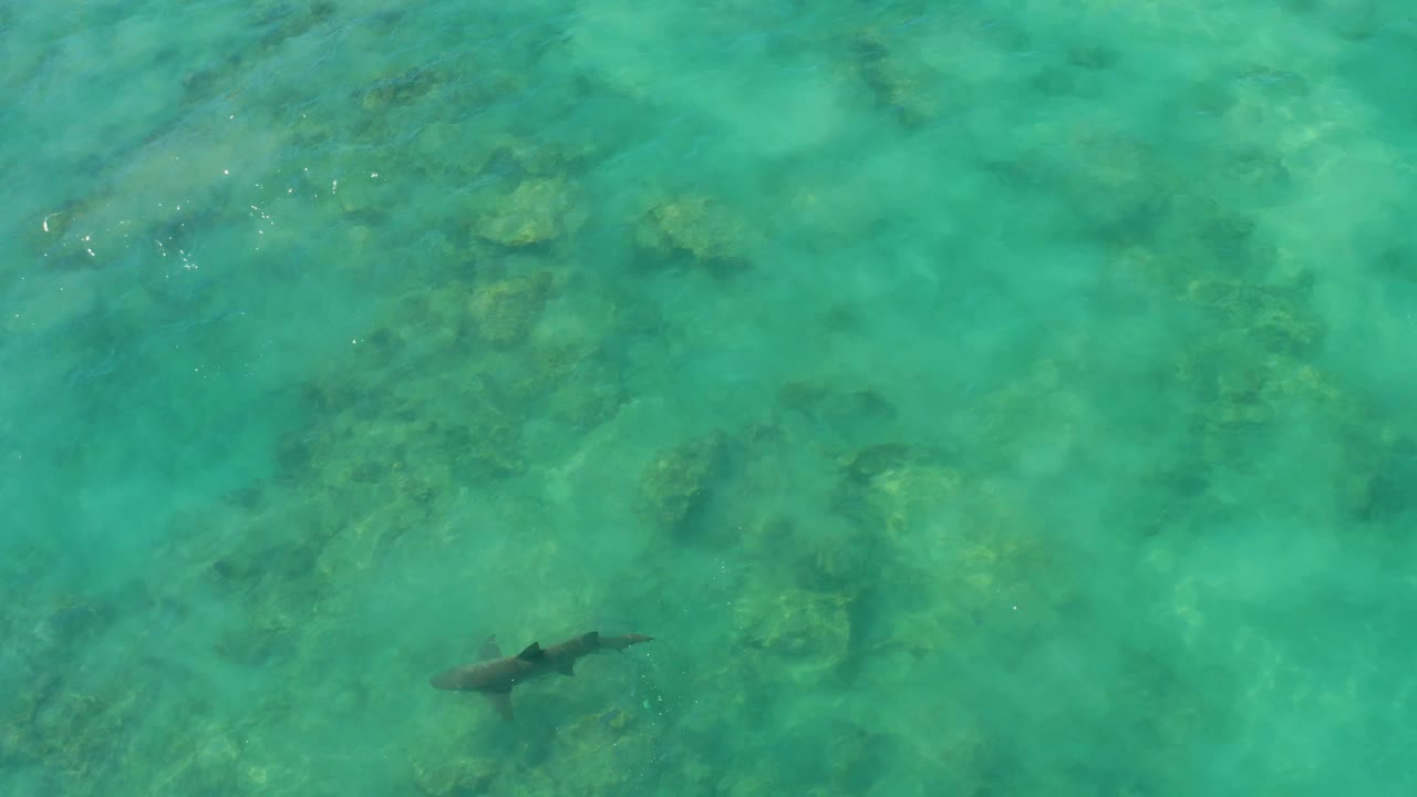 A shark appears slightly left of center in Cabo Pulmo water, with darker reef patches in the background and no visible people.