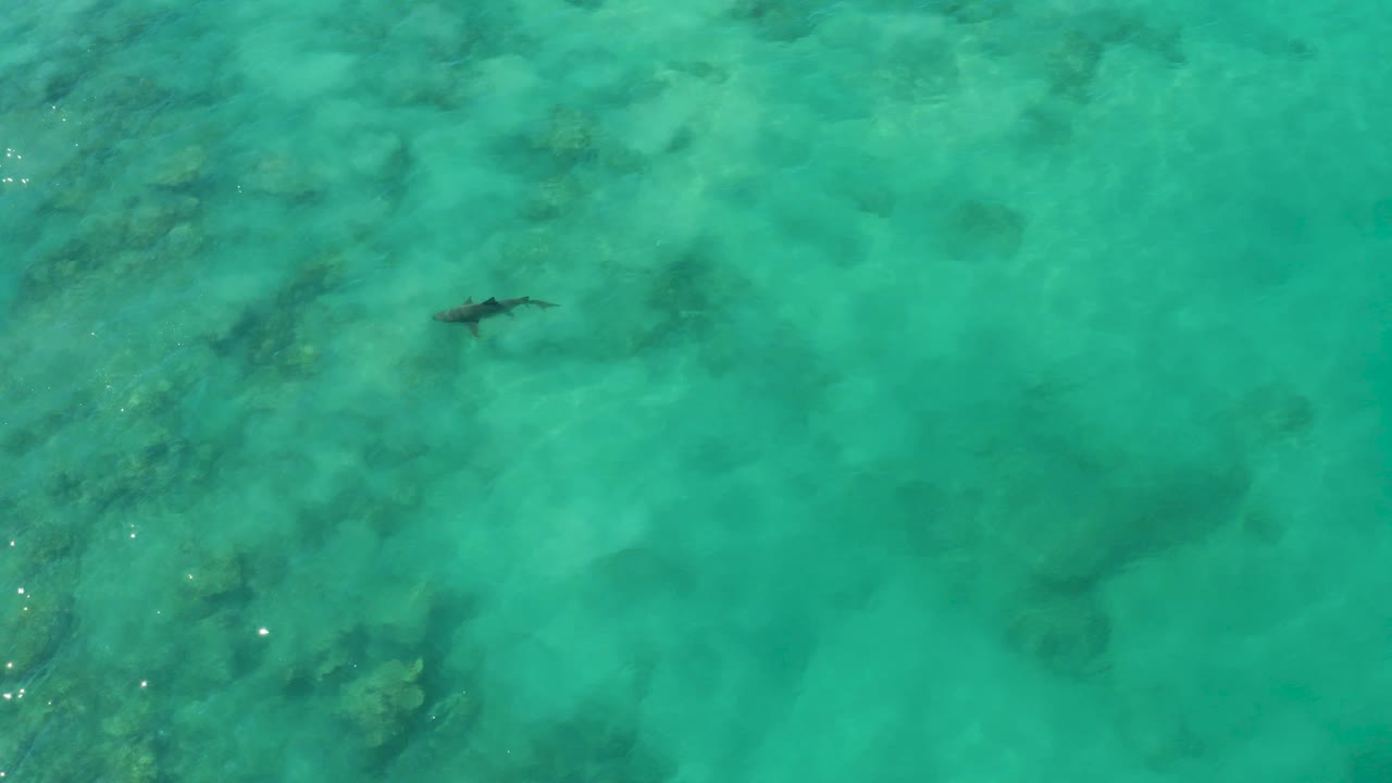 A shark appears left of center beneath clear turquoise water in Cabo Pulmo, with darker reef patches and no visible people.