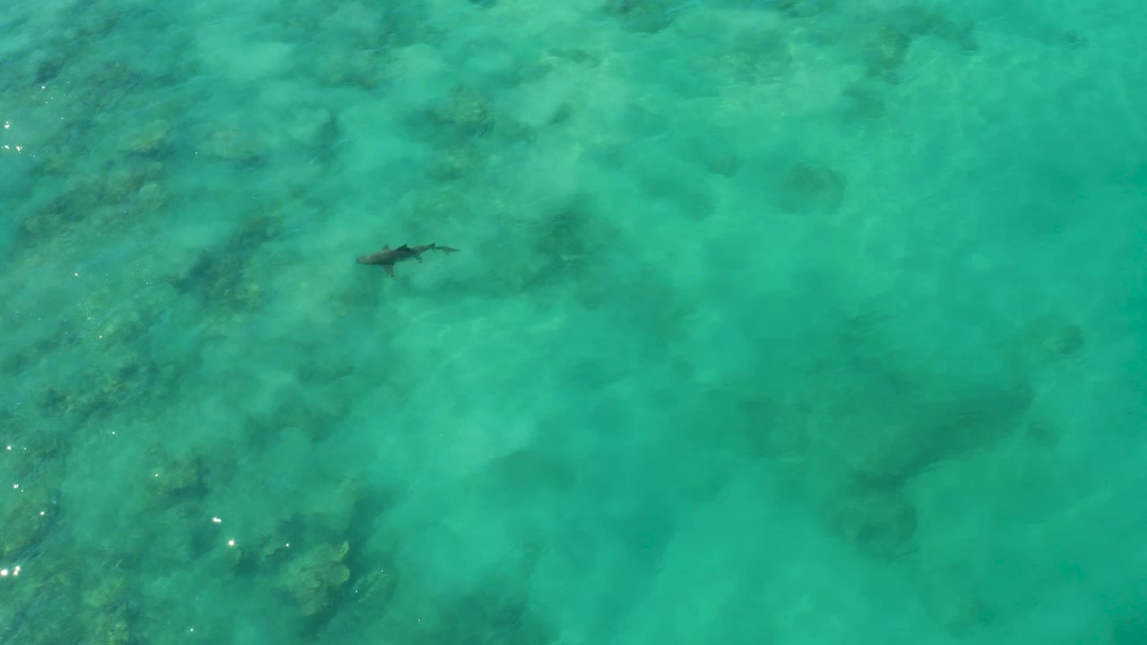The shark sits near the upper middle of the frame in clear Cabo Pulmo water, with coral, rocks, and no visible people beneath the surface.