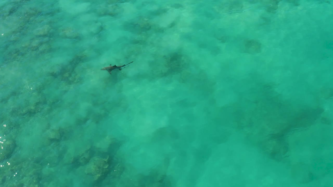 A dark shark silhouette moves across the upper part of the Cabo Pulmo shallows, with reef shadows, pale sand, and no visible people in view.