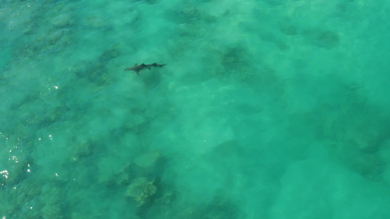 Shark left of center in shallow green-blue water.