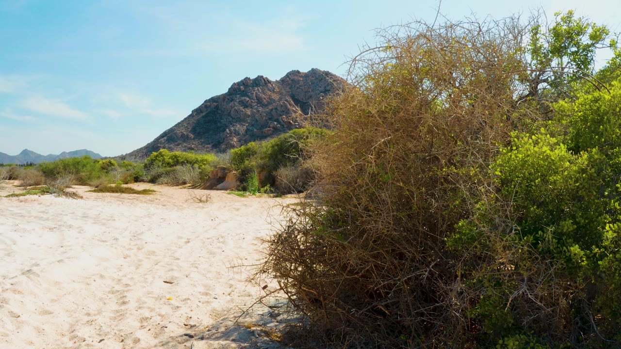 Desert sand, dense brush, and rocky mountain in clear daylight.