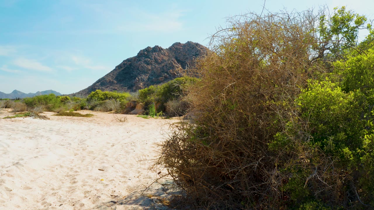 Cabo Pulmo sandy wash with low desert plants across the midground, a tangled bush mass on the right, a rocky mountain behind, and no visible people.
