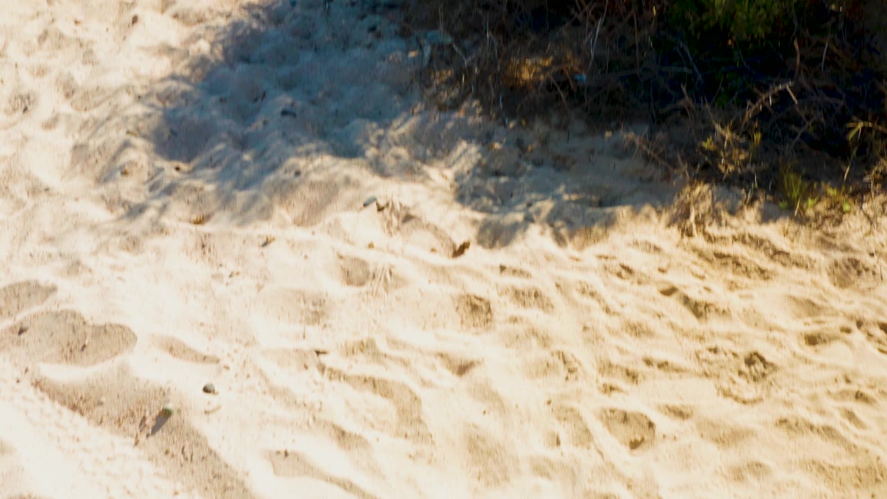 Bright sand in Cabo Pulmo comes into view with footprints, scrub at the upper edge, hard sunlight, and no visible people.