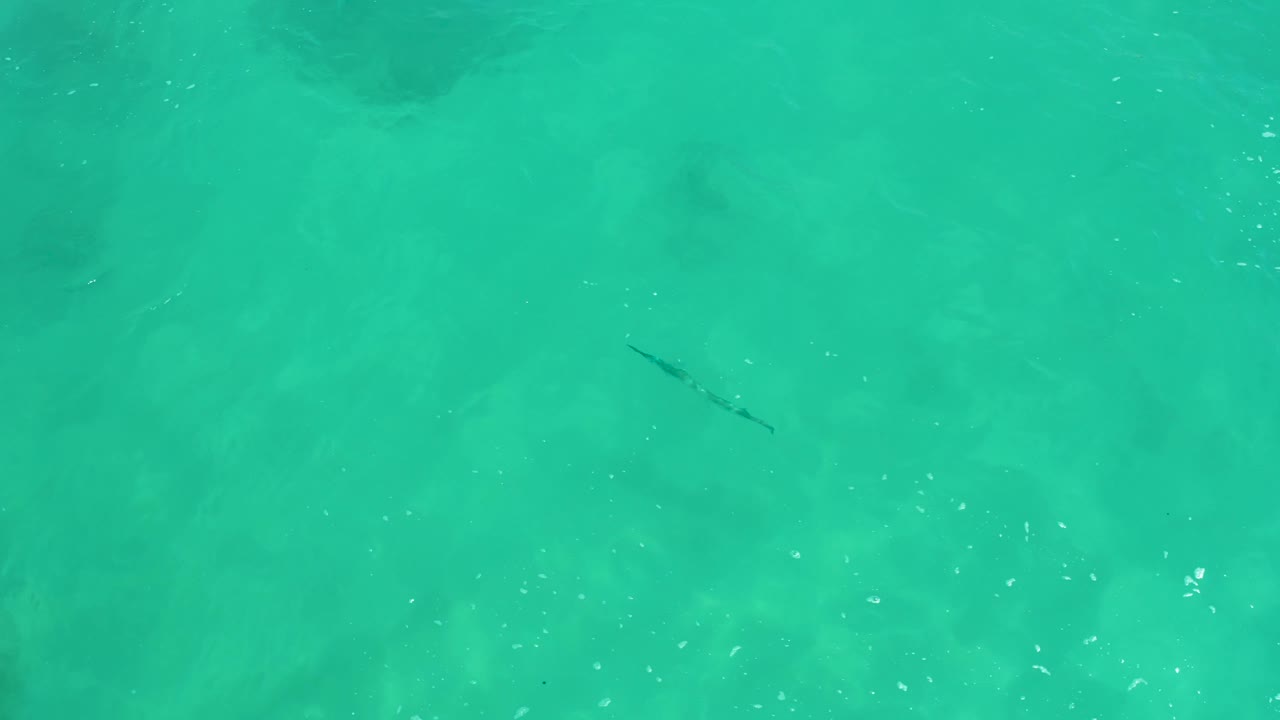 A small dark fish remains visible against the clear shallow water at Dreams Los Cabos, with subtle ripples and no visible people.