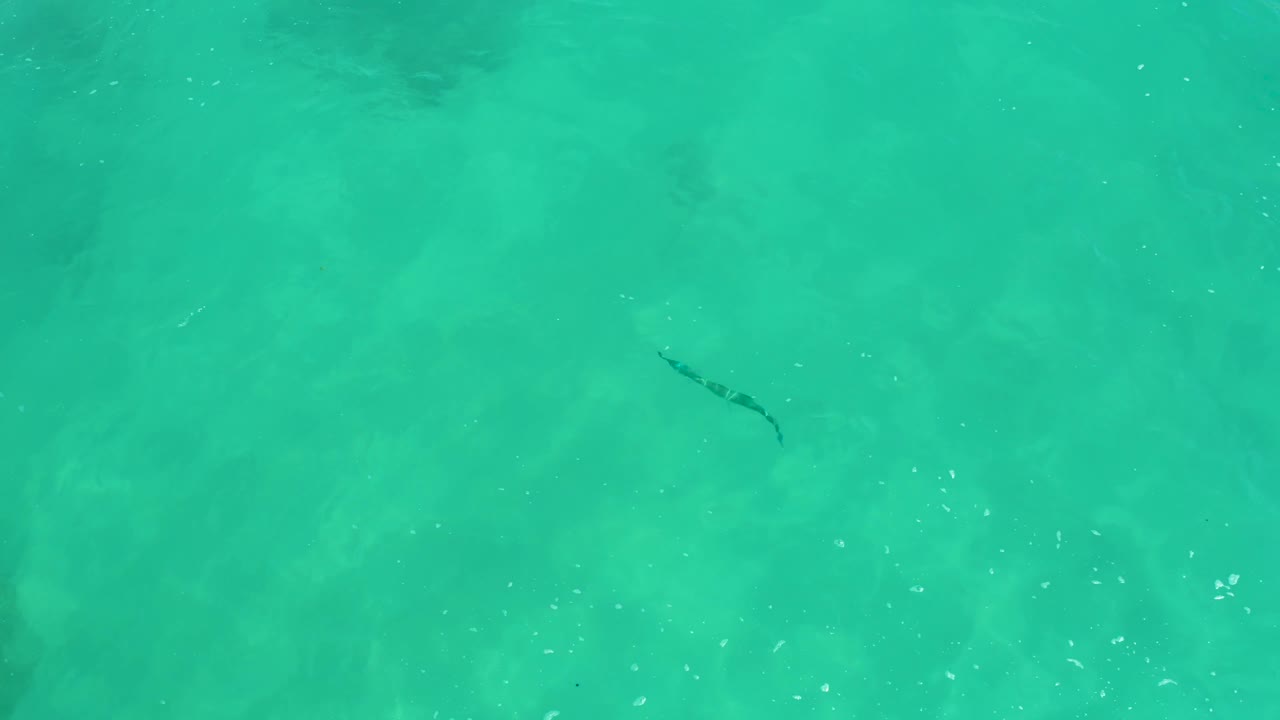 The fish appears near the upper-right portion of the overhead frame at Dreams Los Cabos, surrounded by turquoise water, sun flecks, and no visible people.
