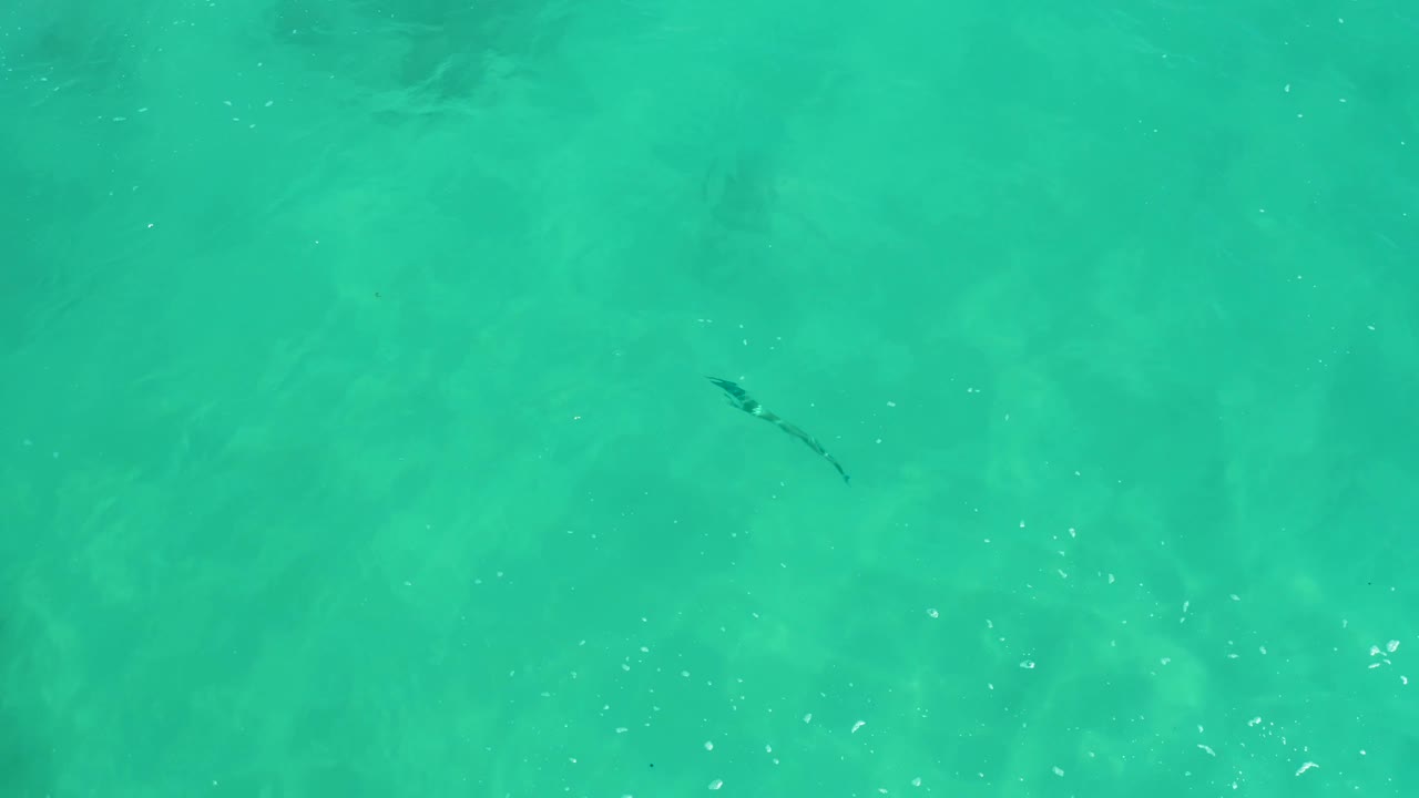 Midway through the clip, the overhead view shows the fish lower in the frame at Dreams Los Cabos, with sandy bottom patterns softened by rippling water and no visible people.