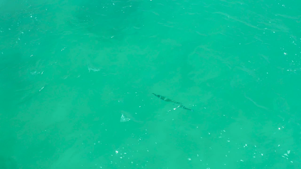 Dark fish under turquoise ocean water with ripples and bubbles