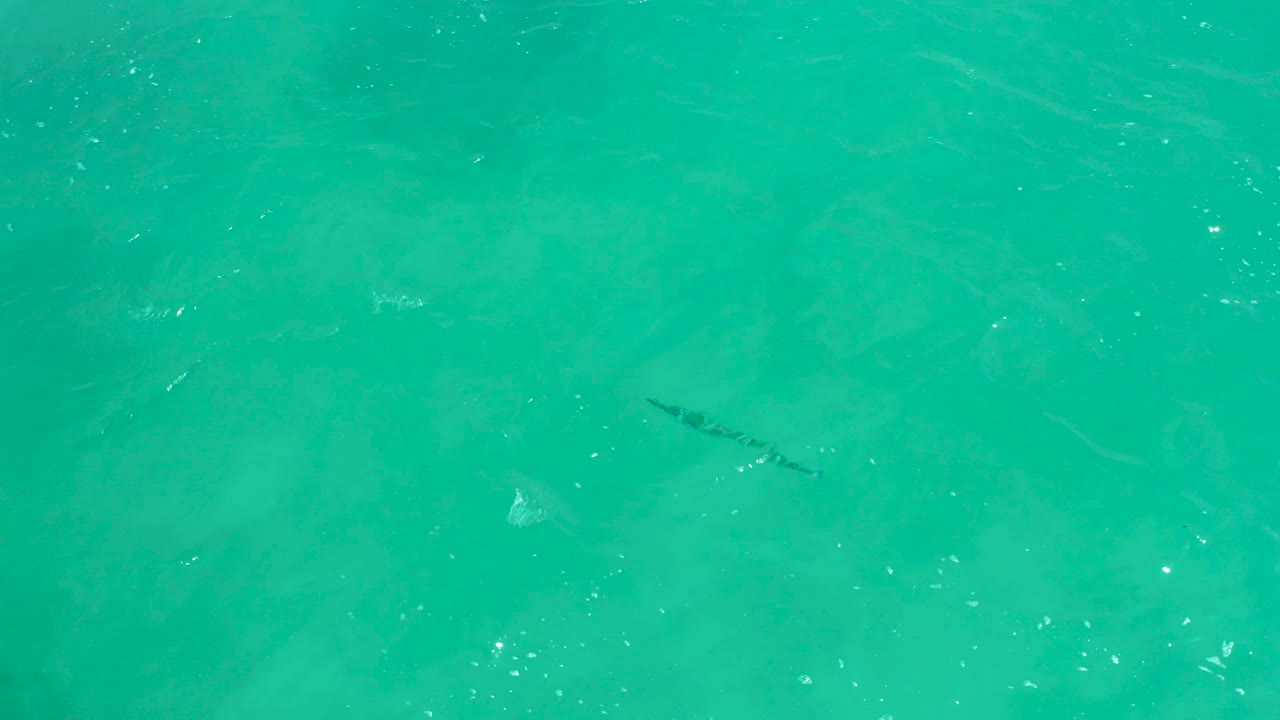 The fish sits slightly farther left under the clear turquoise ocean surface at Dreams Los Cabos, with scattered bubbles and no visible people.