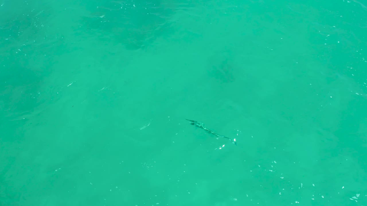 A lone fish is visible near the upper right portion of the turquoise water, with bright flecks of reflected light and no visible people.