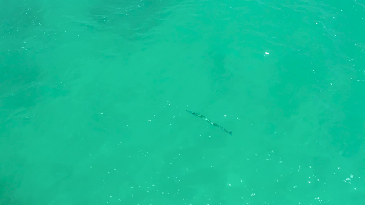 The fish appears left of center beneath rippled turquoise water at Dreams Los Cabos, with cloudy sandy patches below and no visible people.