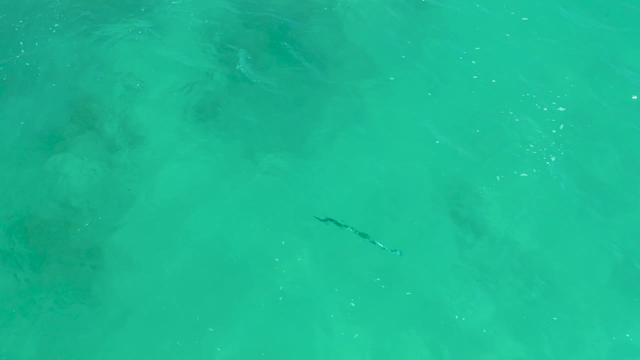 Dark eel-like marine animal in shallow turquoise water