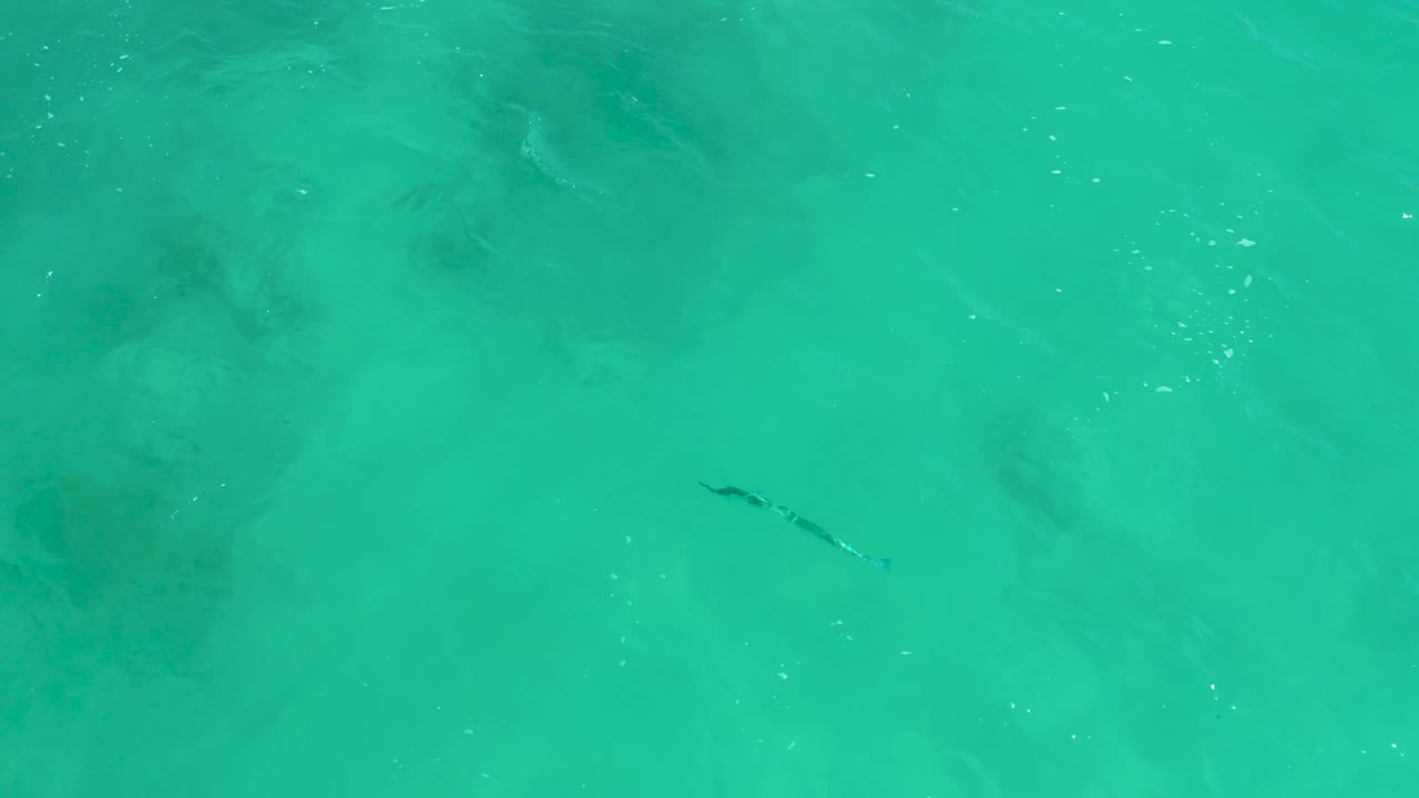 The dark marine animal is farther across the turquoise water, with faint seabed texture and scattered surface glints visible, and no visible people.
