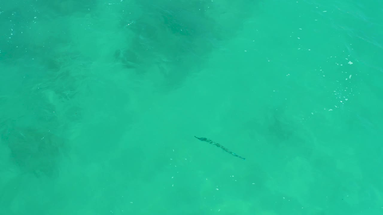 A long dark marine animal sits near the center of a high overhead view of rippled turquoise water at Dreams Los Cabos, with no visible people.