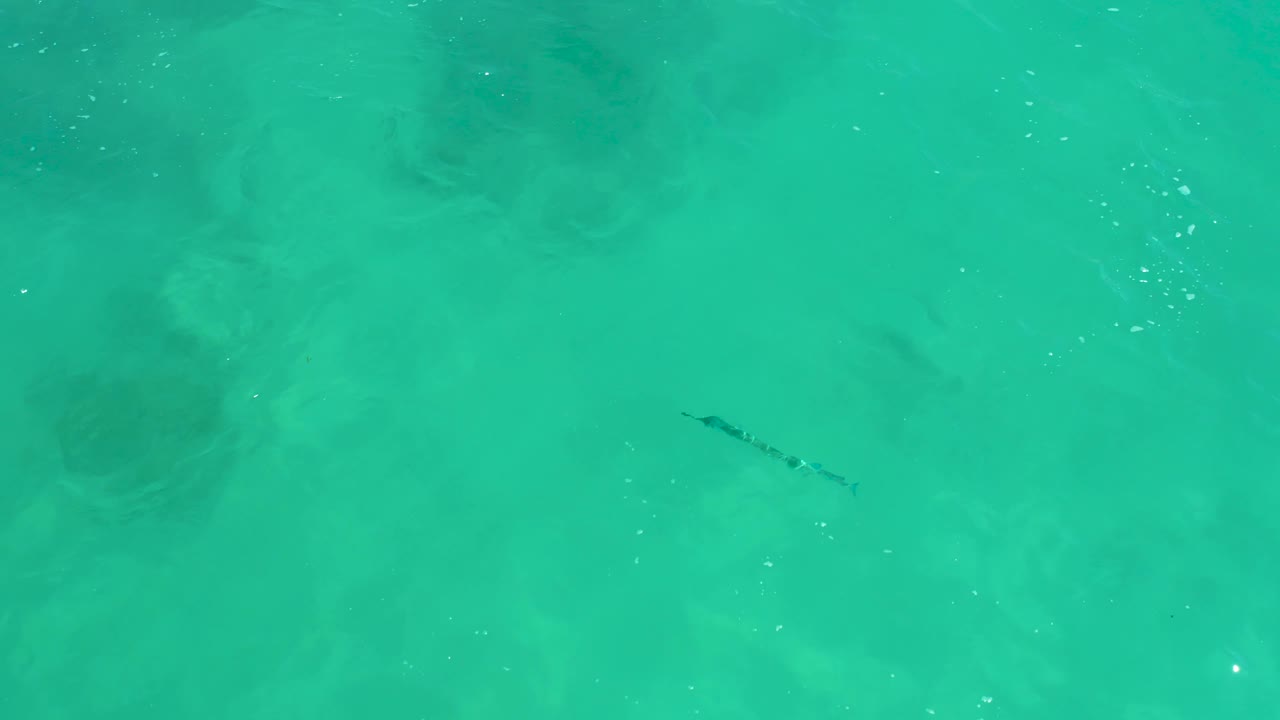 The eel-like shape appears over a paler patch of shallow seabed beneath turquoise water, with small bright surface flecks and no visible people.