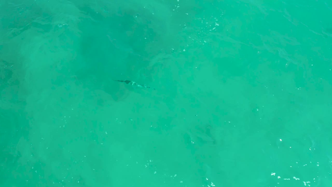 Overhead view at Dreams Los Cabos of a small dark crocodile swimming across clear turquoise water with mottled seabed below and no visible people.