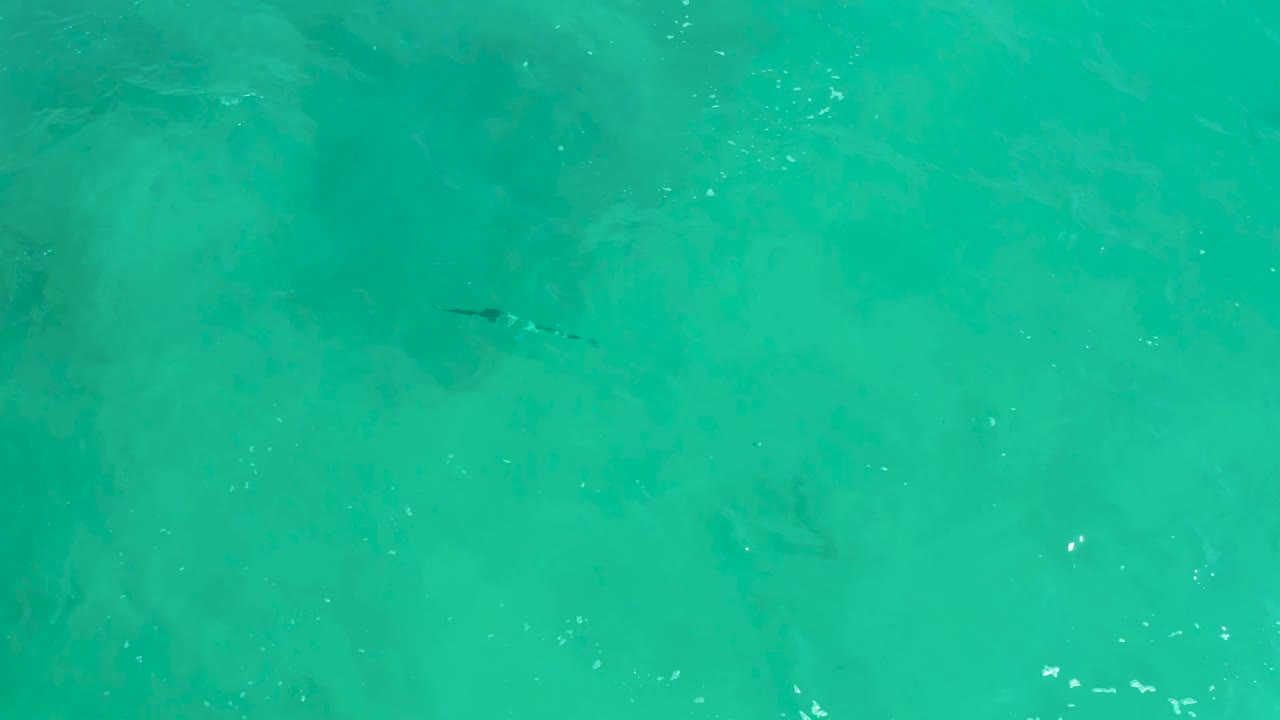 Crocodile visible near the upper part of clear green-blue water.