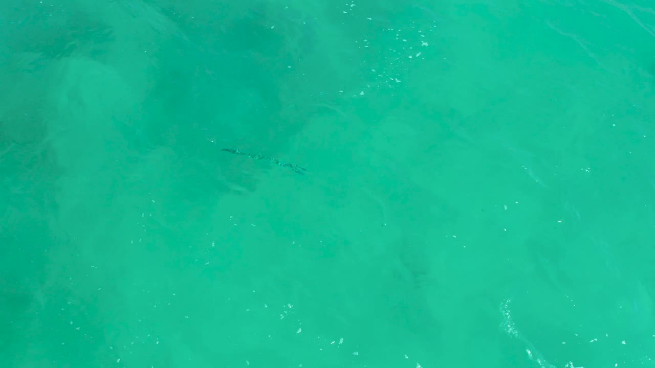 A small dark crocodile is centered high in the overhead view, with bright turquoise water, subtle ripples, and the shallow seabed visible beneath at Dreams Los Cabos, with no visible people.