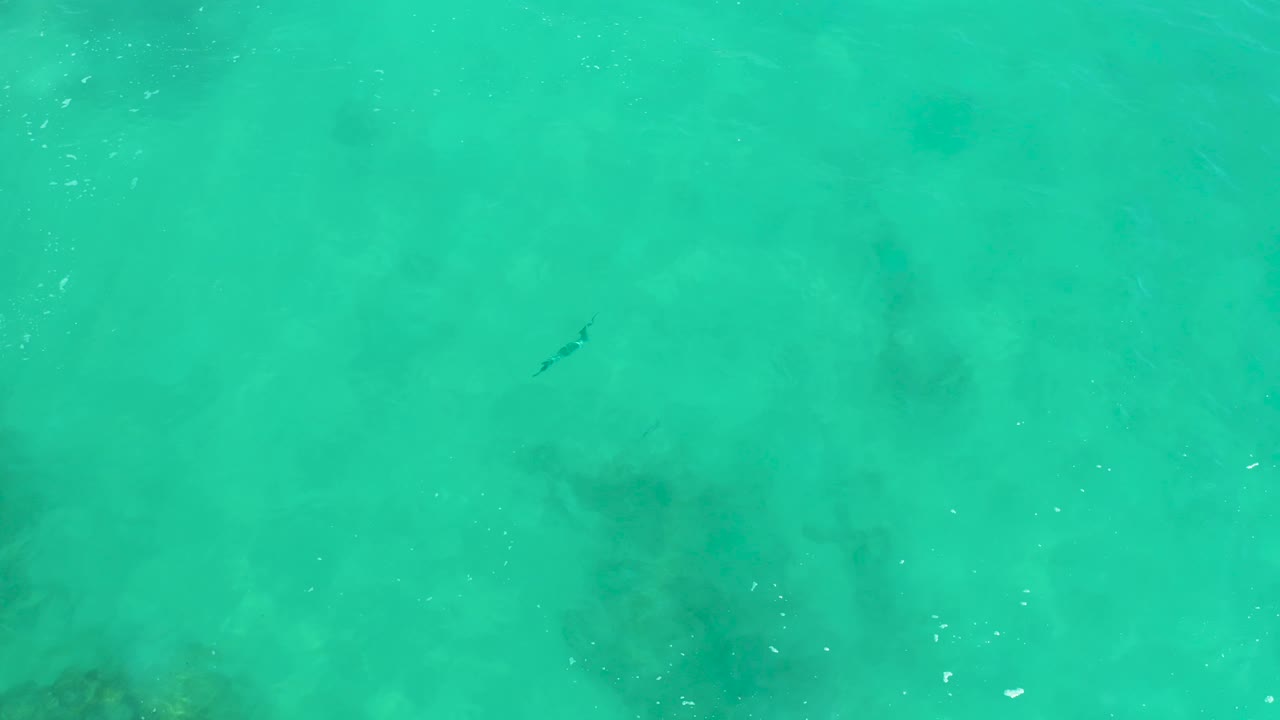 A small fish appears higher in the Dreams Los Cabos water frame, with pale ripples crossing turquoise shallows and faint dark formations under the surface, no visible people.