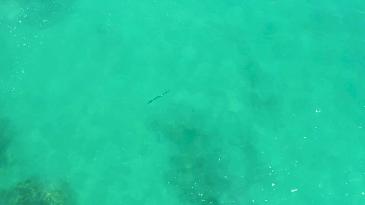 The fish sits near the upper center-right of the top-down Dreams Los Cabos frame, with clear turquoise water, scattered surface highlights, and darker rock or coral below, no visible people.