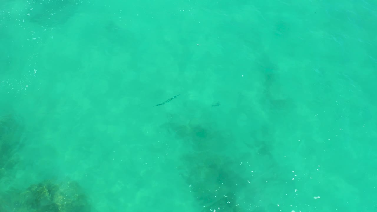 At three seconds, the fish is visible toward the left side of the Dreams Los Cabos shallows, with darker underwater formations and gentle ripples filling the frame, no visible people.