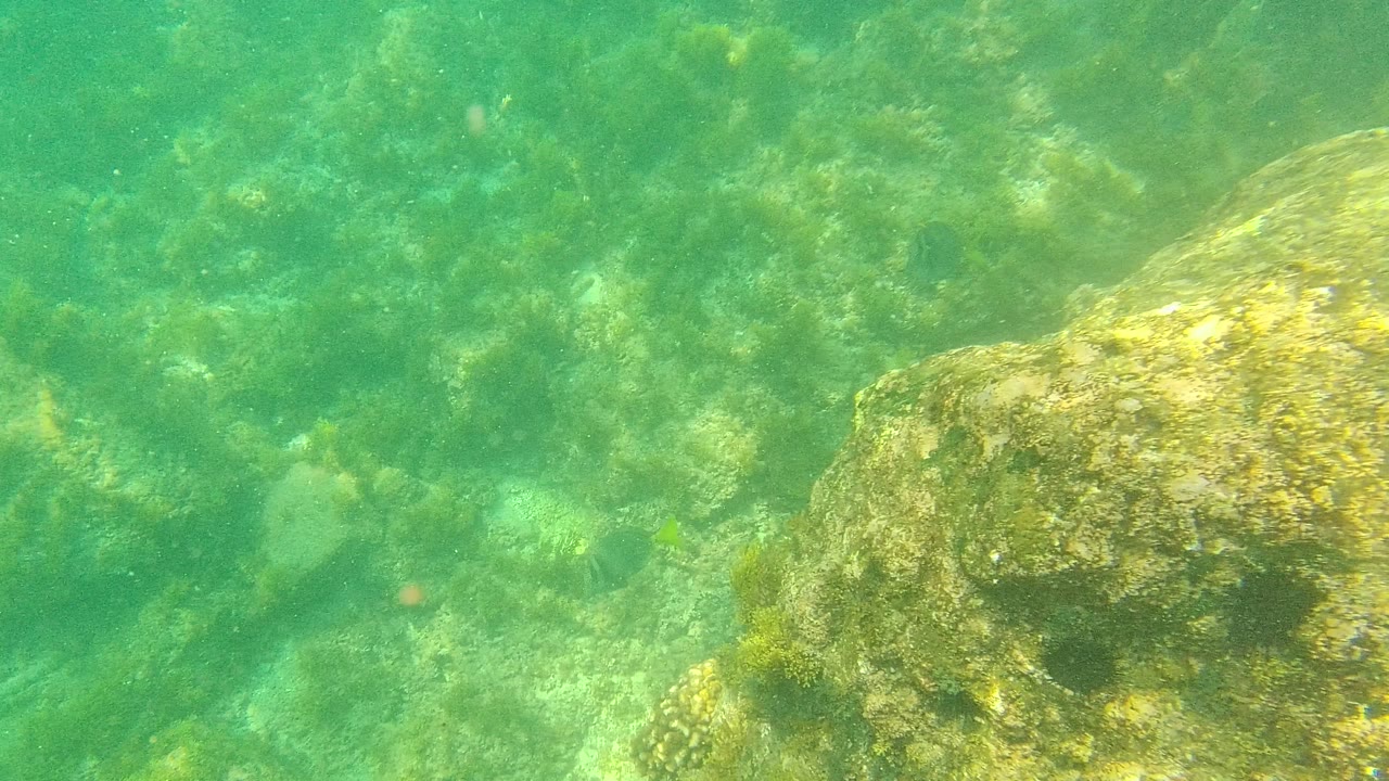 Green underwater view of algae-covered rocks on the seabed.