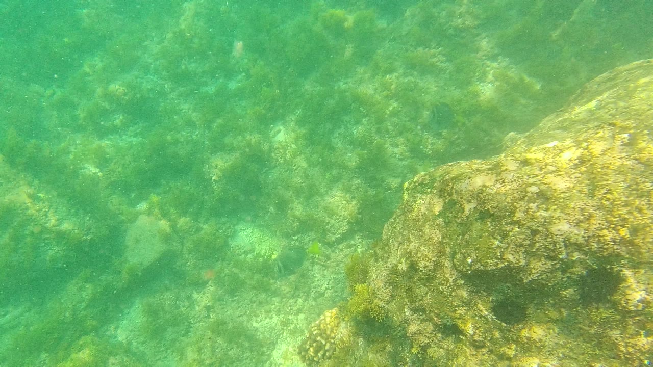 Palmilla Los Cabos underwater frame with a large algae-coated rock at right, smaller rocks in the background, green water, and no visible people.