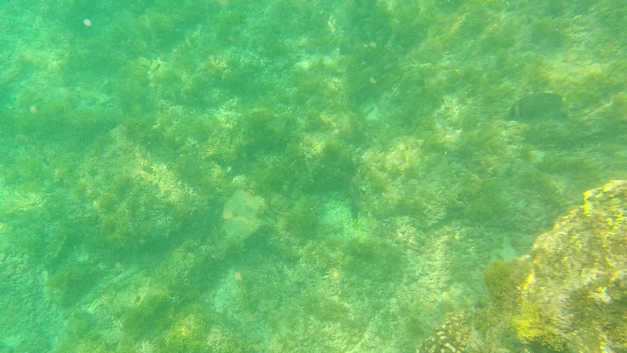 Underwater seabed in Palmilla Los Cabos with green water, rough rocks, algae growth, a boulder cropped at the right edge, and no visible people.