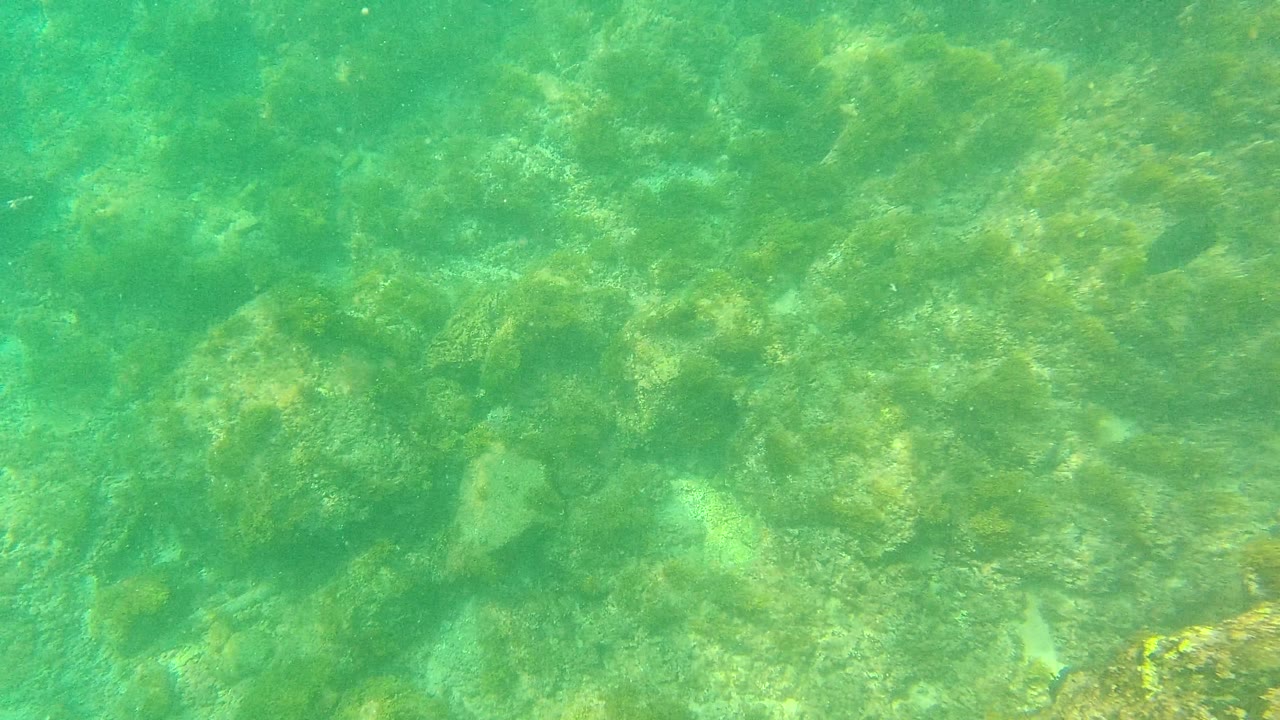Palmilla Los Cabos underwater view with a hazier green water column over scattered seabed rocks, algae patches, and no visible people.