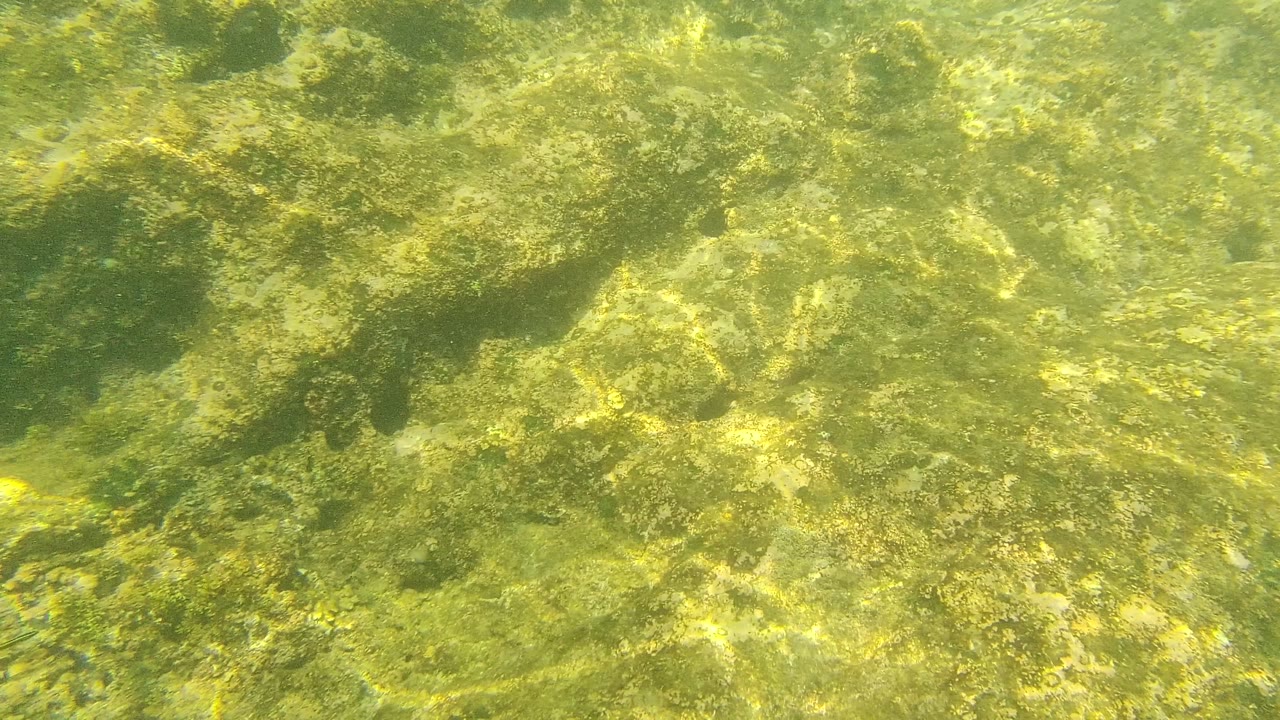 Algae-covered rocky seabed under green-yellow clear water at Palmilla Los Cabos, Baja California Sur, with rippled light and no visible people.