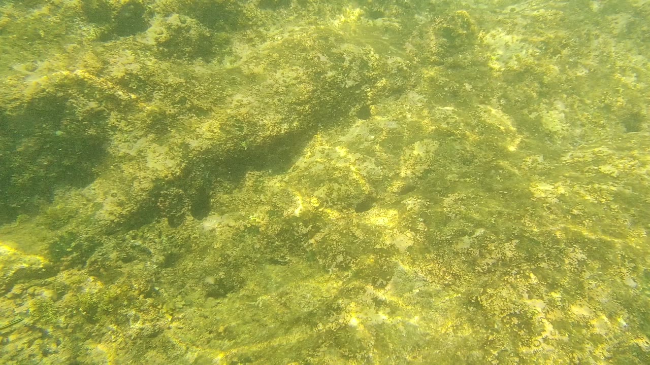 Sunlit underwater rocks and algae fill the frame at Palmilla Los Cabos, with clear green water, shifting surface light, and no visible people.