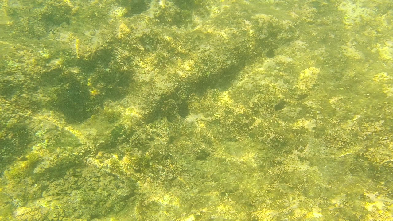 A rocky underwater floor at Palmilla Los Cabos shows algae-coated stones, bright reflected light, and no visible people in the clear green water.