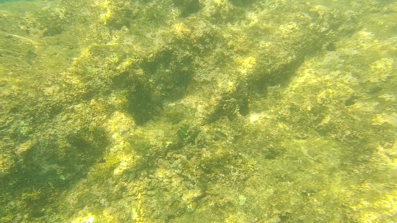 Close underwater view of algae and marine growth on rough rocks at Palmilla Los Cabos, with soft green water and no visible people.