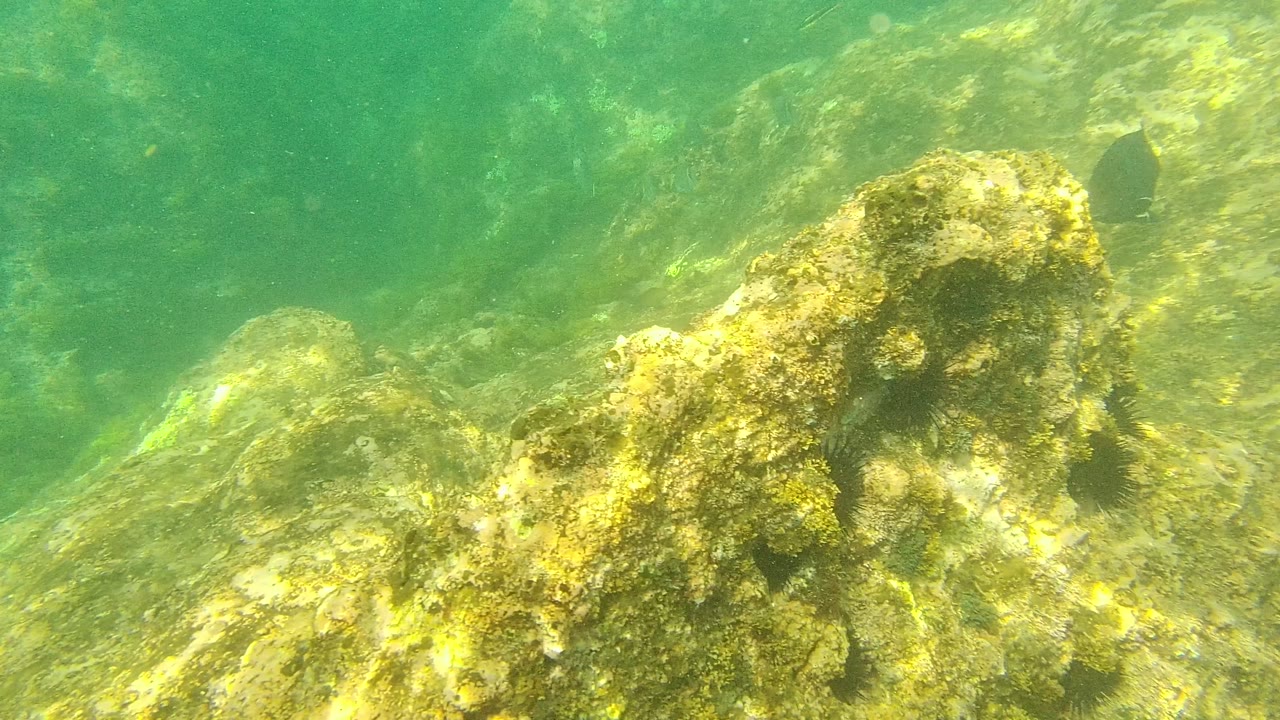 Algae-coated rocky seabed in Palmilla Los Cabos, Baja California Sur, with green water, rippled sunlight, small dark fish near the rocks, and no visible people.