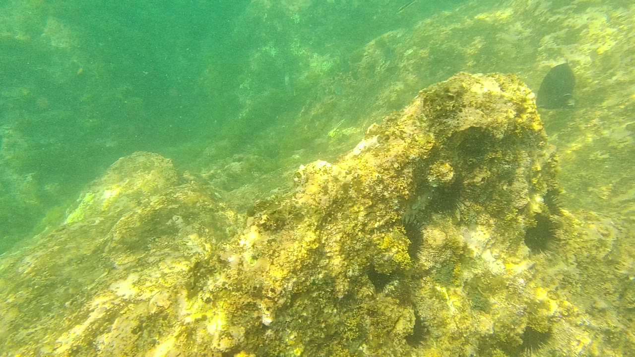 Large rounded rock formation on the Palmilla Los Cabos seabed, covered in algae with green water above, a small dark fish behind it, and no visible people.