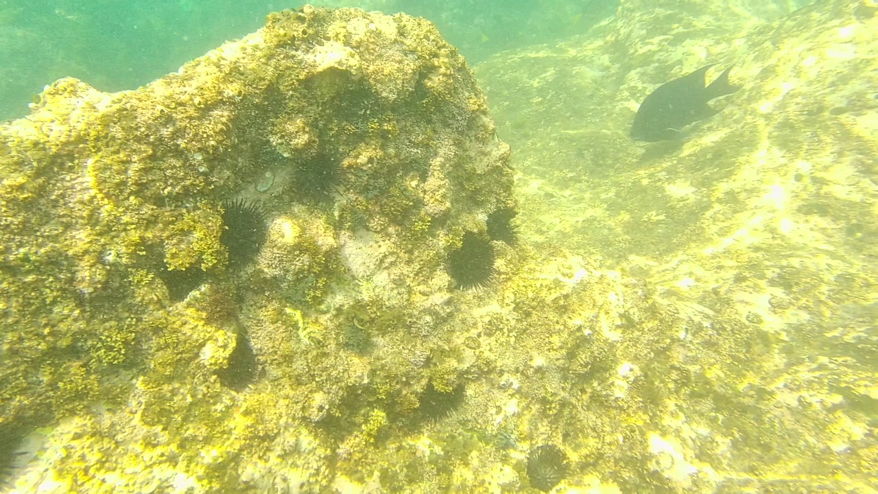 Closer view of an algae-coated rounded rock on the Palmilla Los Cabos ocean floor, with yellow-green sunlight across surrounding stones and no visible people.
