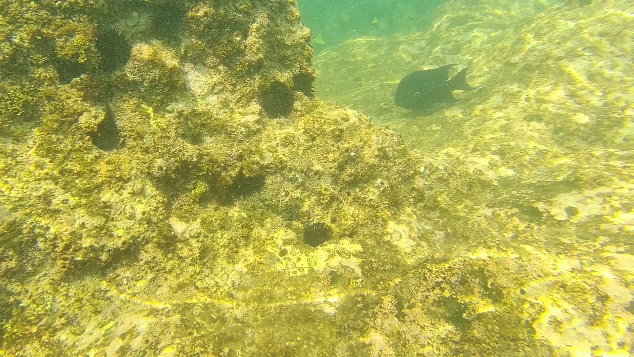 Rocky underwater slope with algae and a small dark fish crossing open water.