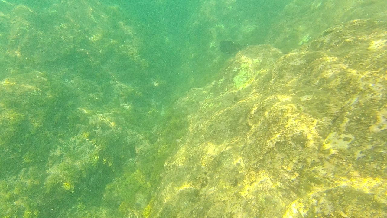 Underwater frame from Palmilla Los Cabos showing green water over algae-covered rocks with a small dark fish near the upper left and no visible people.
