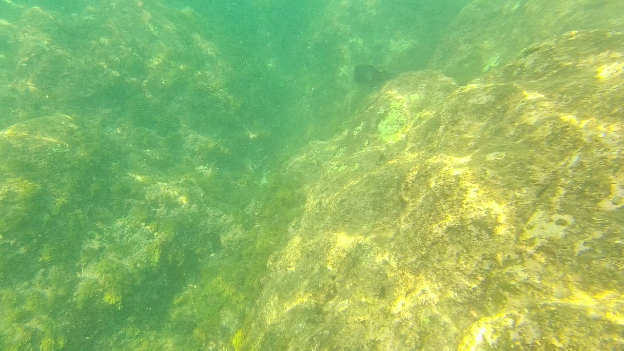 Underwater view in Palmilla Los Cabos with textured algae-covered rocks dominating the right side, green water in the background, and no visible people.