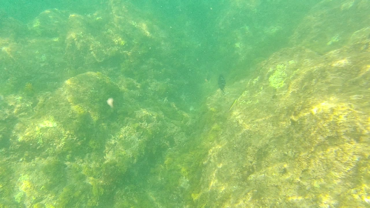 Palmilla Los Cabos underwater frame with layered rocks fading into green water and small dark fish shapes visible near the upper left and center, with no visible people.