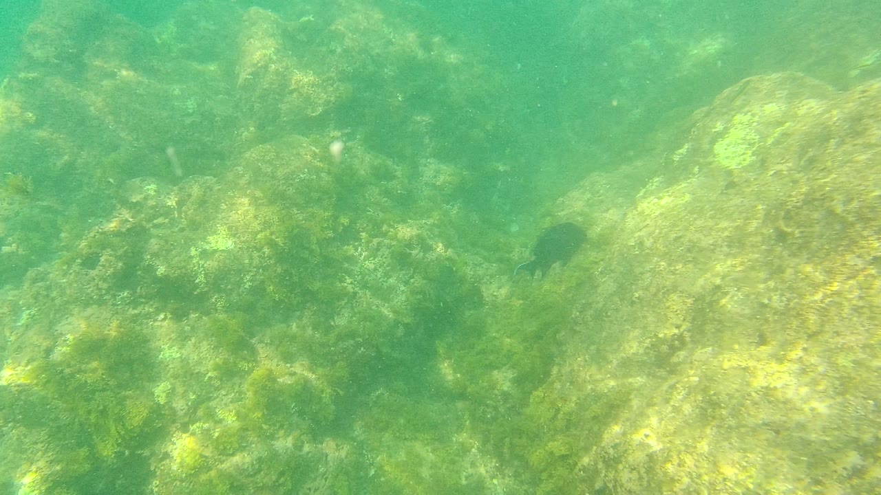 Green underwater scene with a large rock and a small dark fish.