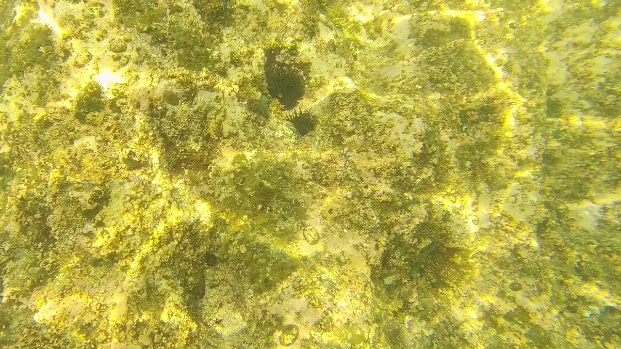 Sunlit underwater rock covered with algae and a dark urchin-like form