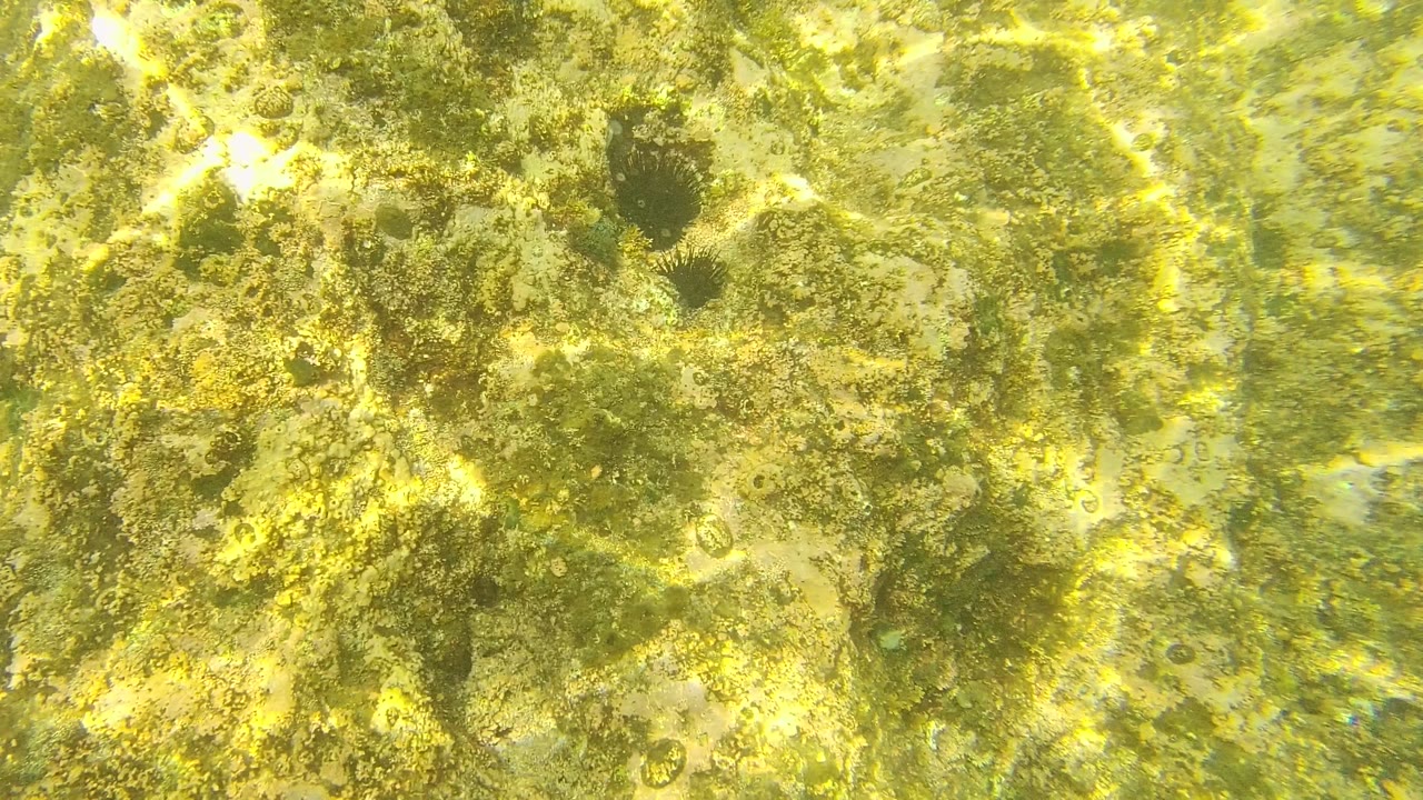 Palmilla Los Cabos underwater seabed with uneven algae-covered rock, yellow-green light ripples, clear shallow water, and no visible people.