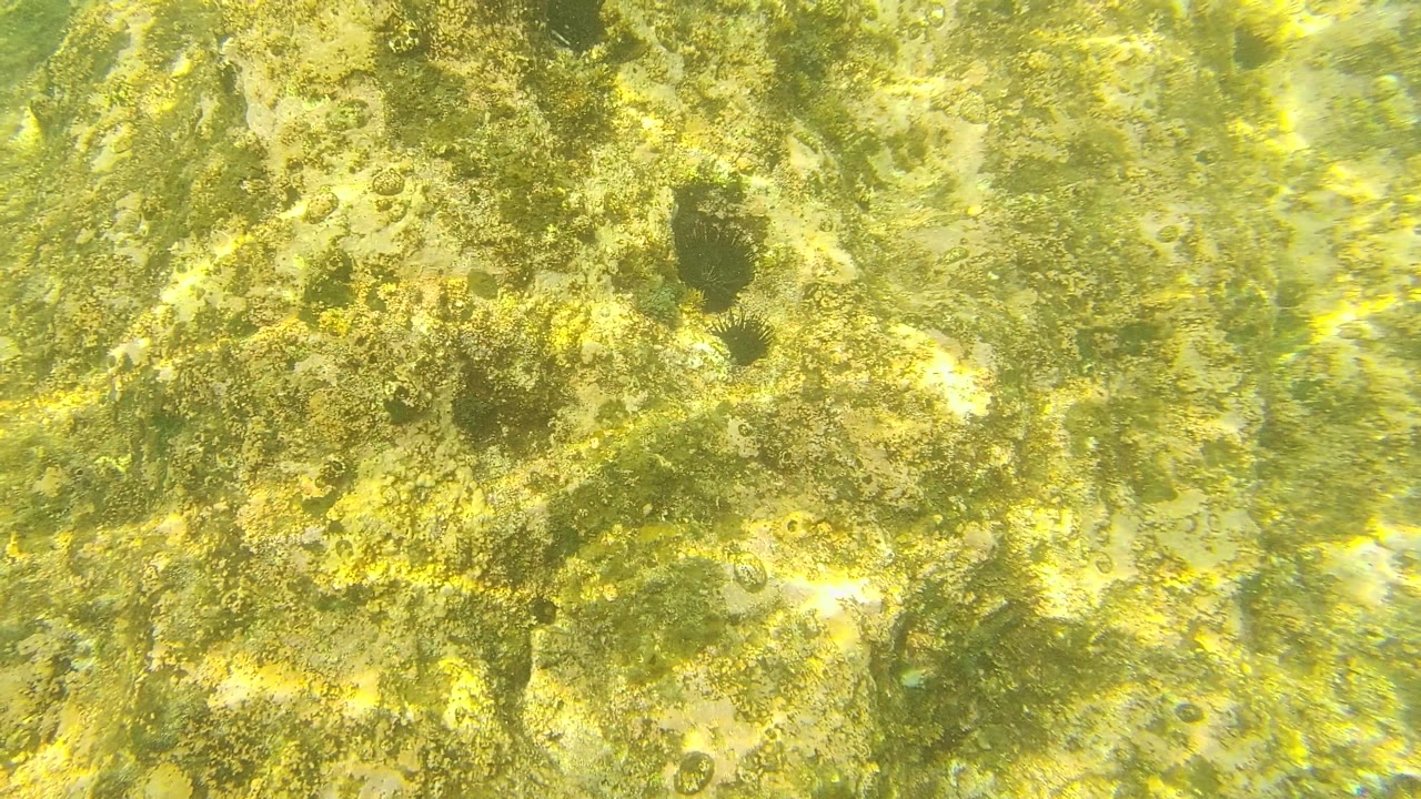 Close seabed frame from Palmilla Los Cabos showing algae and encrusted rock, bright caustic sunlight, a dark round urchin-like form near the top right, and no visible people.
