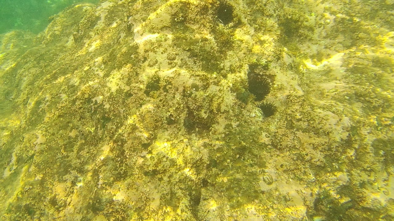 Palmilla Los Cabos underwater rock face filled with yellow-green algae, small shell-like marks, several dark urchin-like forms, clear water, and no visible people.