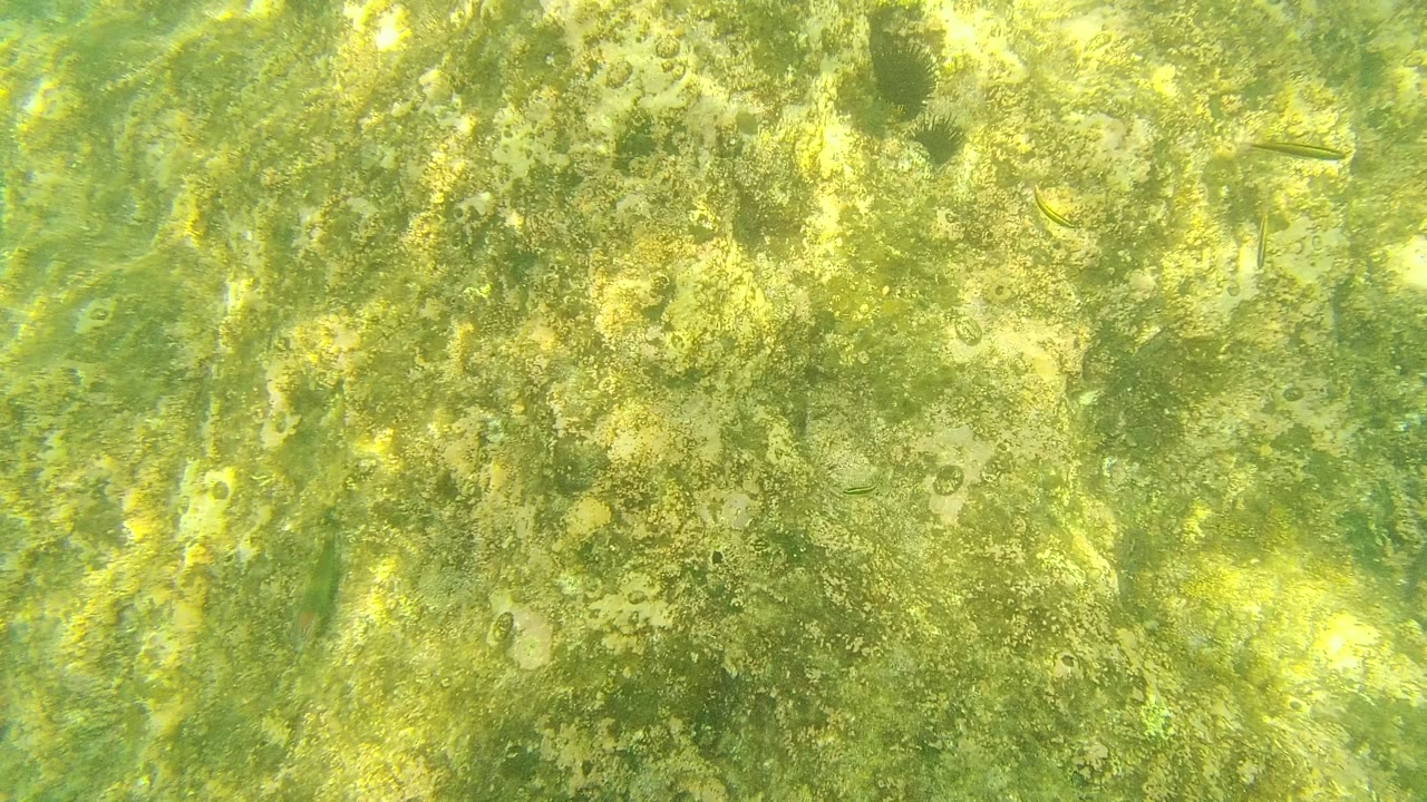 Sunlit rocky seabed in Palmilla Los Cabos with green-yellow algae, small fish near the upper right, rippled clear water, and no visible people.