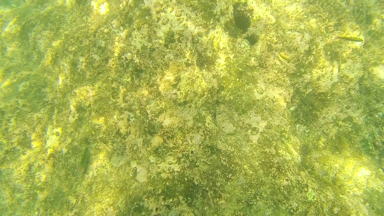 Algae-covered seabed with bright surface ripples