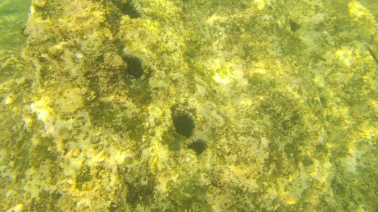 A rough patch of Palmilla Los Cabos seabed contains dark sea urchins set among algae-covered rocks, clear water, and no visible people.